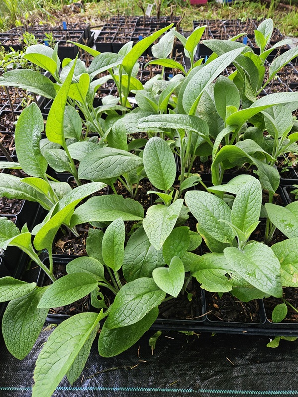Comfrey starter plants ready for sale